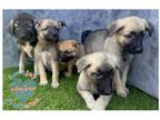 Adopt Keira Litter a Tan/Yellow/Fawn Anatolian Shepherd / Mixed dog in