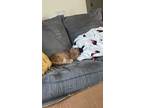 Adopt Nala a Orange or Red Tabby Tabby / Mixed (short coat) cat in Lexington
