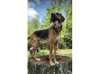 Adopt Louie a Tricolor (Tan/Brown & Black & White) Treeing Walker Coonhound /