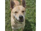 Adopt Biscotti a Tan/Yellow/Fawn Shepherd (Unknown Type) / Mixed Breed (Medium)