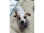 Adopt Neville a White - with Tan, Yellow or Fawn Dachshund / Mixed dog in