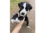 Adopt Molly a Labrador Retriever / Wirehaired Pointing Griffon / Mixed dog in