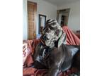Adopt Maggie a Black - with Tan, Yellow or Fawn Labrador Retriever / Bluetick