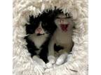 Adopt Arlo a Turkish Van cat in Knoxville, TN (40004707)