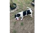 Adopt Rufus and Dottie a White - with Black Beagle / Mixed dog in San Antonio