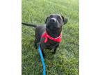 Adopt Lux a Black American Pit Bull Terrier / Rottweiler / Mixed dog in Newport