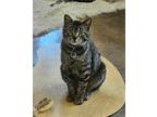 Adopt Pita a Brown Tabby Domestic Shorthair / Mixed Breed (Medium) / Mixed