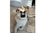Adopt OSU Brutus a Red/Golden/Orange/Chestnut German Shepherd Dog / Great