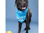 Adopt Junior 5137 a Black Labradoodle dog in Frankfort, KY (41228707)