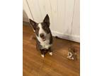 Adopt Barlow a Red/Golden/Orange/Chestnut - with White Border Collie / German