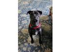 Adopt Z COURTESY LISTING: Ajax a Black Boxer / Labrador Retriever / Mixed dog in