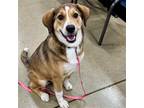 Adopt Penny Lane a Tricolor (Tan/Brown & Black & White) Collie / Beagle / Mixed