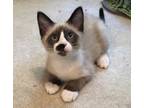 Adopt Zander a Cream or Ivory Snowshoe (short coat) cat in Houston