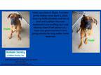 Adopt Clyde a Boxer / Mixed Breed (Medium) / Mixed dog in Kendallville