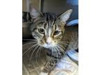Adopt Gabby a Brown Tabby Domestic Shorthair / Mixed Breed (Medium) / Mixed