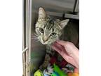 Adopt Greta a Brown Tabby Domestic Shorthair / Mixed Breed (Medium) / Mixed