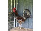 Adopt Lager 1 a Green Chicken / Mixed bird in Fallston, MD (41410598)