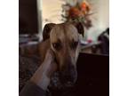 Adopt Sadie a Tan/Yellow/Fawn - with White Great Dane / Mixed dog in Clinton