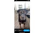 Adopt Rocky a Black - with Tan, Yellow or Fawn Rottweiler / Mixed dog in Hayden