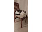 Adopt Saturn a Brown Tabby Snowshoe / Mixed (medium coat) cat in Winchester