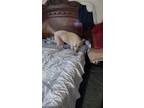 Adopt Coca-Cola a White American Pit Bull Terrier / Shar Pei / Mixed dog in