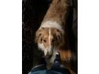Adopt Mateo a White - with Brown or Chocolate Collie / Mixed dog in West Des