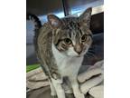 Adopt Breezy a Brown Tabby Domestic Shorthair / Mixed Breed (Medium) / Mixed