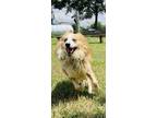 Adopt Legend a Tricolor (Tan/Brown & Black & White) Australian Shepherd / Border