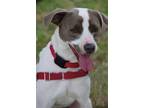 Adopt Yogi a White - with Brown or Chocolate Beagle / Terrier (Unknown Type