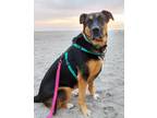 Adopt Lululemon a Black Mixed Breed (Small) / Mixed Breed (Medium) / Mixed