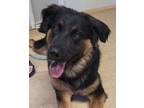 Adopt Ace a Merle German Shepherd Dog / Mixed Breed (Medium) / Mixed (short