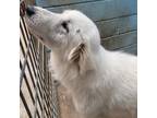 Adopt Rain a White Great Pyrenees / Mixed Breed (Medium) / Mixed (short coat)