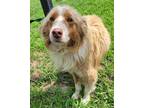 Adopt Finley a Brindle Australian Shepherd / Mixed Breed (Medium) / Mixed (short