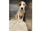 Adopt Chase G48 5/13/24 a White American Pit Bull Terrier / Mixed Breed (Medium)