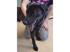 Adopt Rip a Black Labrador Retriever / Mixed Breed (Medium) / Mixed (short coat)