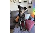 Adopt Big Boy a Labrador Retriever dog in Windsor, CO (41379524)