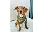 Adopt Hendrix Page Jessee a Brindle American Staffordshire Terrier dog in Provo