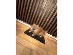 Adopt Richy a Brown/Chocolate - with White Pomeranian / Mixed dog in Marietta