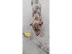 Adopt GRACIE a Gray/Silver/Salt & Pepper - with White Great Dane / Mixed dog in
