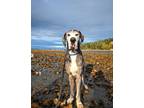 Adopt Romeo the Great a Gray/Blue/Silver/Salt & Pepper Great Dane dog in