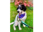 Adopt Ozzie a Great Pyrenees / Bernese Mountain Dog / Mixed dog in Barrington