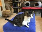 Adopt Eenee a Black & White or Tuxedo Tabby / Mixed (medium coat) cat in Little