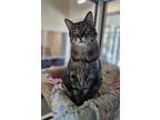 Adopt GIZMO a Brown Tabby Domestic Shorthair / Mixed Breed (Medium) / Mixed
