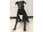 Adopt Loki a Black Labrador Retriever / Great Dane dog in Forrest City