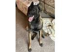 Adopt Rey a Brindle Belgian Malinois / Mixed dog in Woodland, CA (40282225)