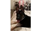 Adopt Chop a Black - with Tan, Yellow or Fawn Doberman Pinscher / Rottweiler /