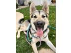 Adopt Kenny a Tan/Yellow/Fawn - with White German Shepherd Dog / Mixed dog in