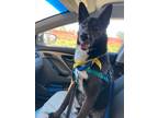 Adopt Beckett a Black - with White German Shepherd Dog / Mixed dog in Woodland