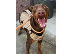 Adopt Gallagher a Brown/Chocolate Doberman Pinscher / Mixed dog in Woodland