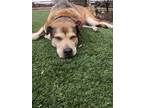 Adopt Oona a Brown/Chocolate German Shepherd Dog / Mixed Breed (Medium) / Mixed